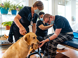 Golden Lab therapy dog giving a toy to a patient.